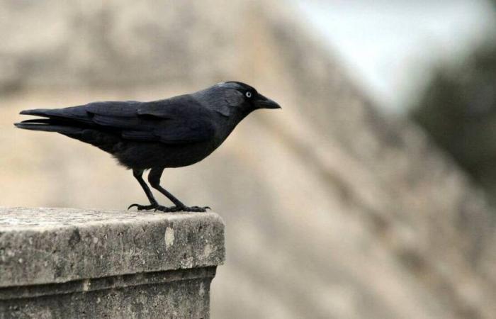 Qui sont les choucas, ces oiseaux qui détruisent les récoltes et provoquent des incendies ?