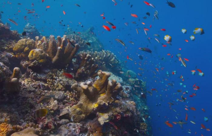 Le plus gros corail du monde découvert dans le Pacifique