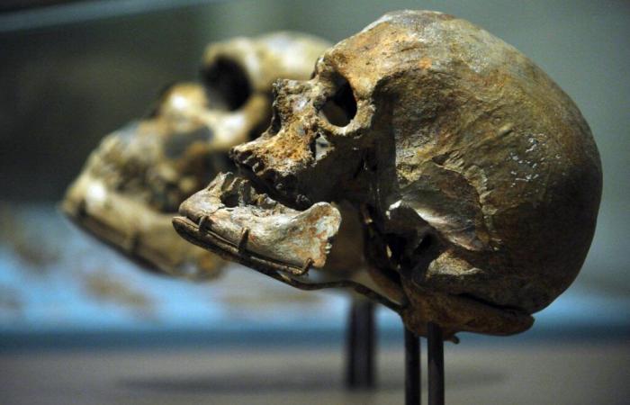 Des croisements insoupçonnés entre membres du genre « Homo » : Sapiens, Néandertaliens, Dénisoviens