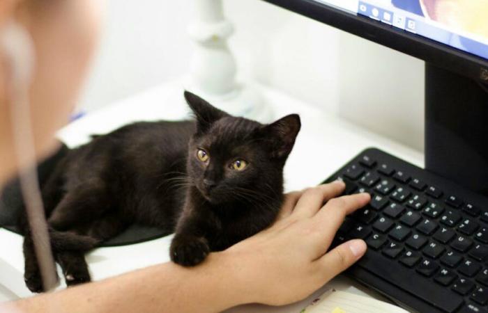 “La création d’un cadre juridique pour le télétravail n’avance pas”