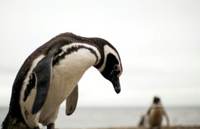 trois ans de prison pour avoir tué des pingouins