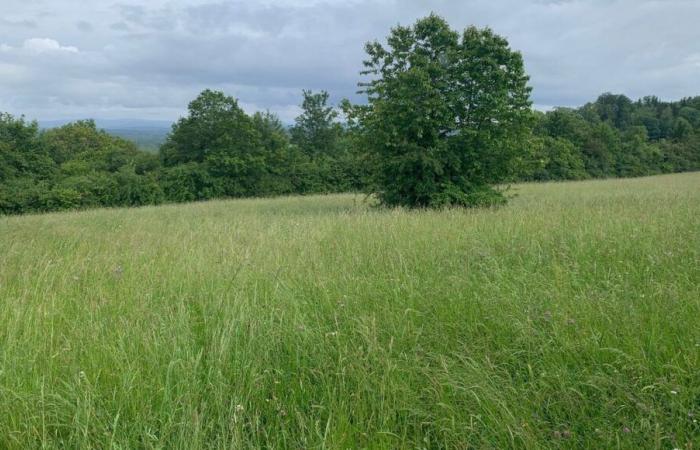 Un appel à candidatures dans la Marne et les Ardennes pour la création de forêts pédagogiques