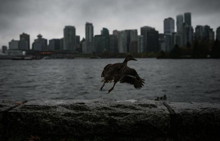 Colombie-Britannique | Une bombe cyclone a causé des dégâts et des pannes