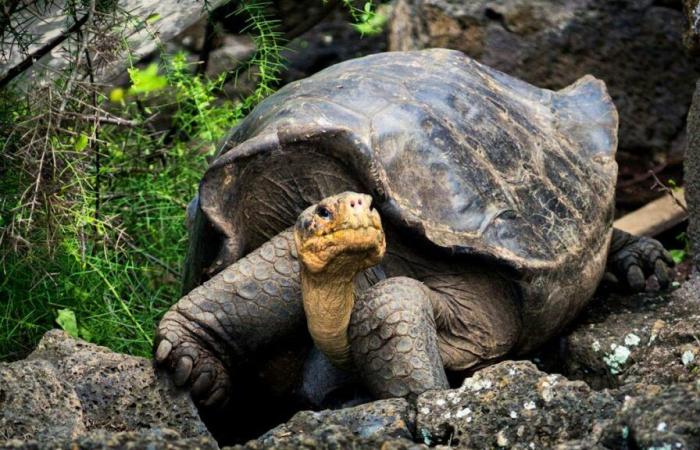 la carapace ralentit l’évolution de la tortue