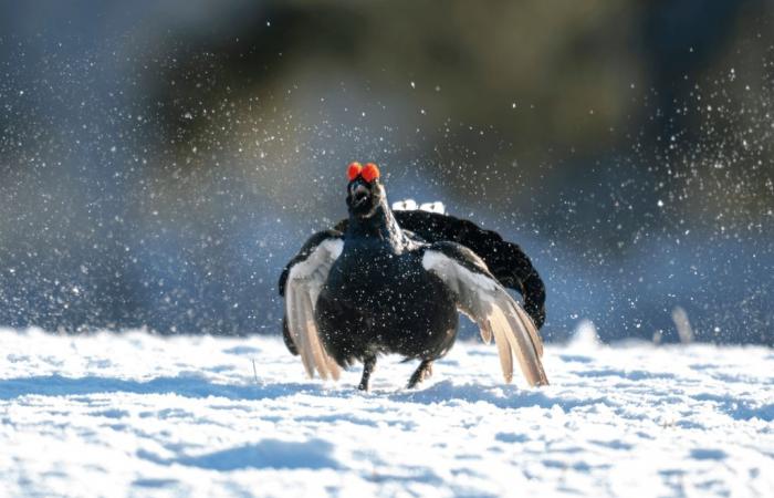 suspension de la chasse aux galliformes