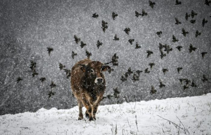 l’hiver arrive en France tôt dans la saison – 21/11/2024 à 04:13