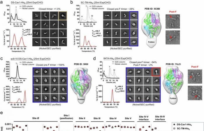 Des scientifiques analysent la structure des protéines virales pour faire progresser les vaccins contre le RSV