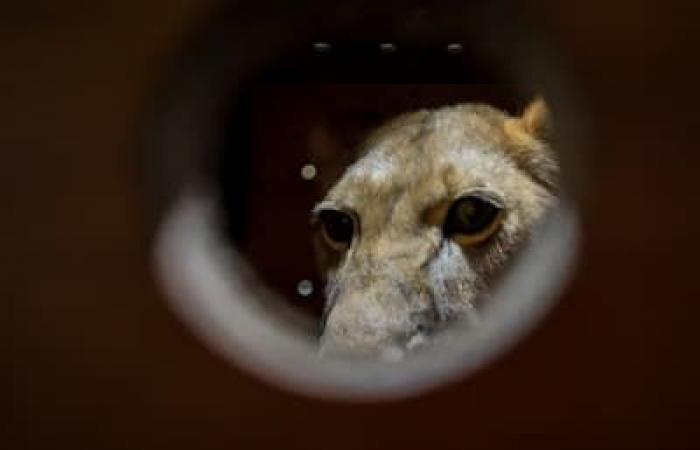 [PHOTOS] Poutine offre à la Corée du Nord une lionne, des cacatoès et des ours