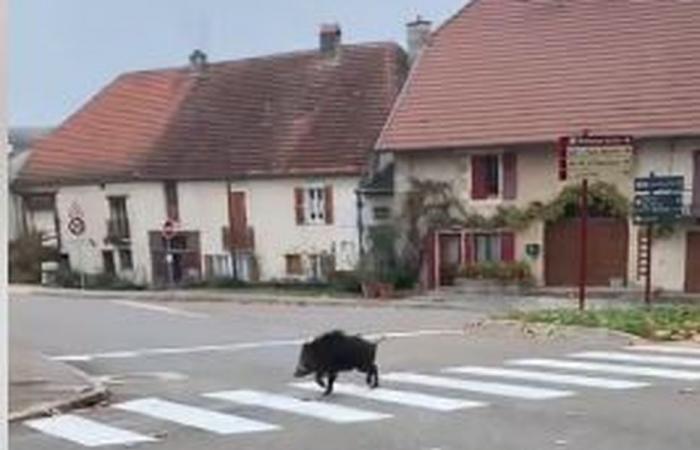 INHABITUEL. Bien sage, quand le sanglier traverse le village… sur le passage piéton