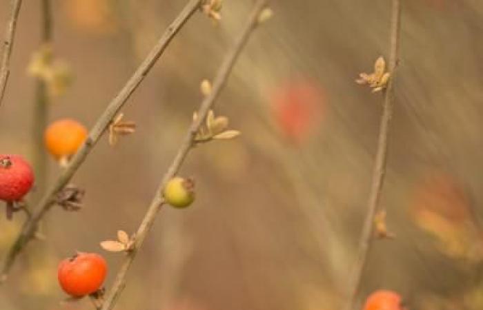 Depuis quand les humains utilisent-ils les plantes pour se soigner ?