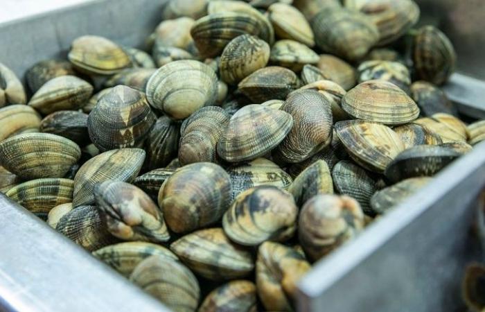 Traffic Fishing, une entreprise héraultaise à la tête du réseau.