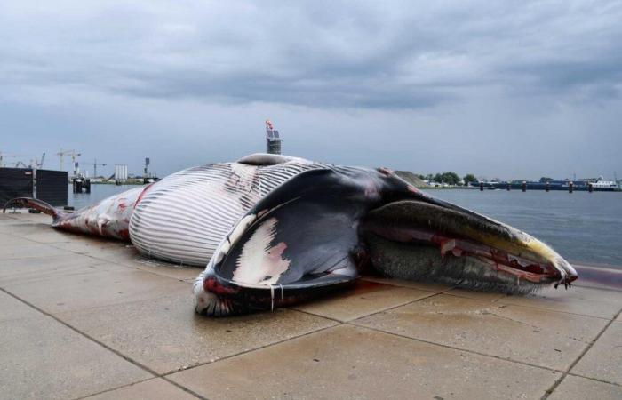 Les baleines du monde entier menacées par le risque de collision avec les navires