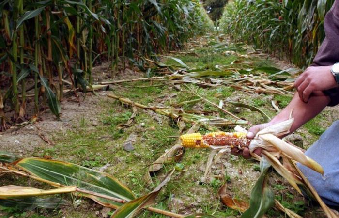 Quels sont les dégâts du gibier en Indre-et-Loire ?