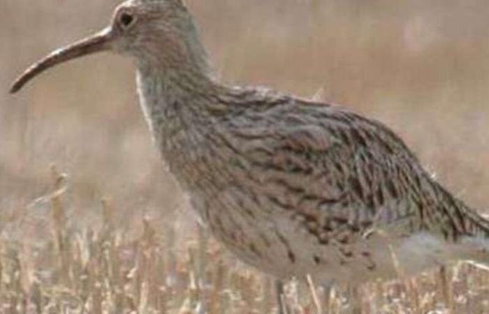 Un oiseau vu pour la dernière fois au Maroc a été confirmé éteint