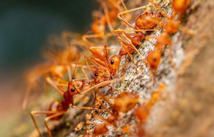 Une colonie de fourmis électriques découverte dans le Var : faut-il s’inquiéter ?