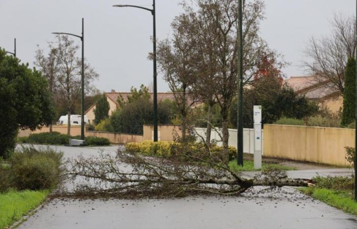 Tempête Caetano à Vienne : les premiers dégâts