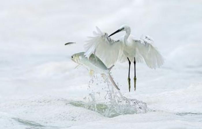 des photos exceptionnelles de nature sauvage dévoilées