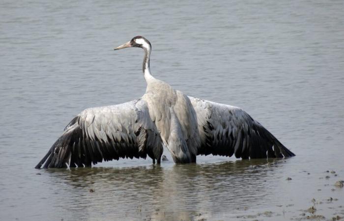 une grue cendrée infectée découverte près du lac de Puydarrieux