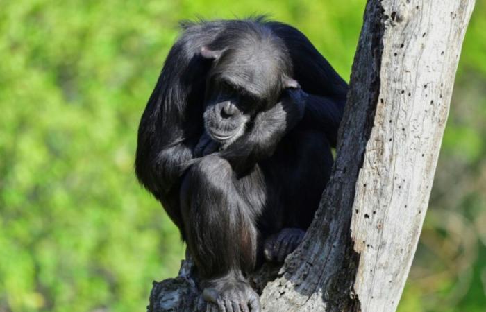 Les outils des chimpanzés deviennent plus sophistiqués grâce aux échanges, selon une étude – 21/11/2024 à 22h48