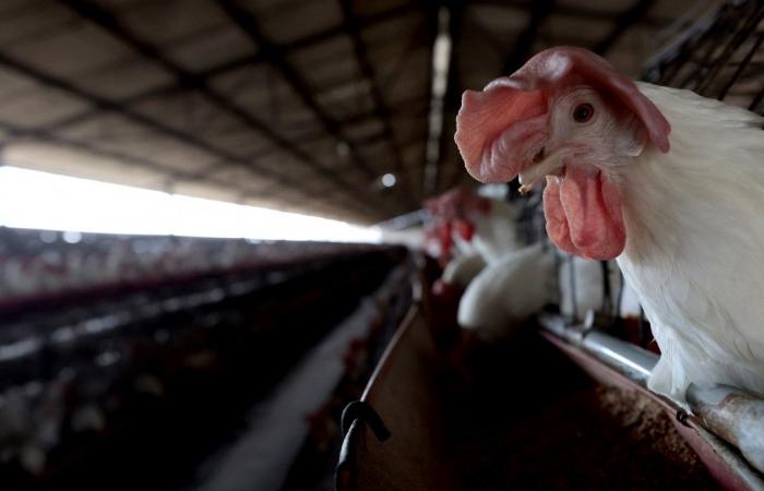 Contrôles renforcés après des cas de grippe aviaire signalés à Hawaï