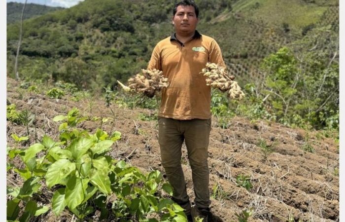 « La demande locale de gingembre augmente alors que les producteurs attendent de meilleurs prix sur les marchés mondiaux »