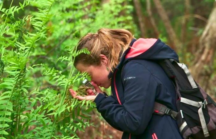 comment la forêt récupère les terres brûlées après les incendies de 2022