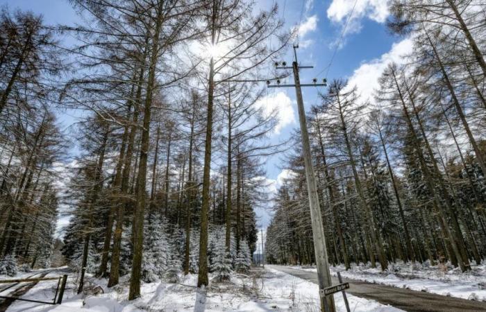 Après les premiers flocons, la neige continuera de tomber sur la Belgique cette semaine