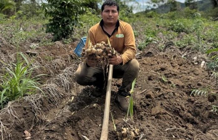 « La demande locale de gingembre augmente alors que les producteurs attendent de meilleurs prix sur les marchés mondiaux »