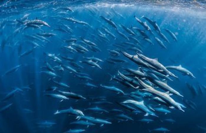 des photos exceptionnelles de nature sauvage dévoilées