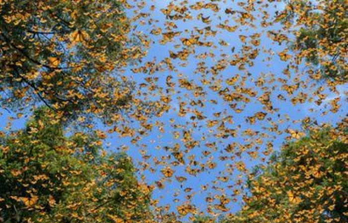 des photos exceptionnelles de nature sauvage dévoilées