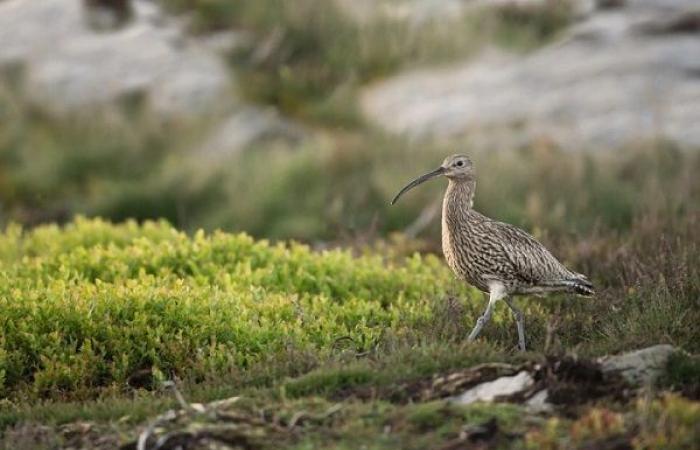 Une étude confirme la disparition du Courlis à bec grêle, oiseau migrateur observé pour la dernière fois au Maroc