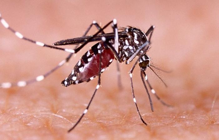 Une étude estime qu’un cas sur cinq de dengue est lié au changement climatique