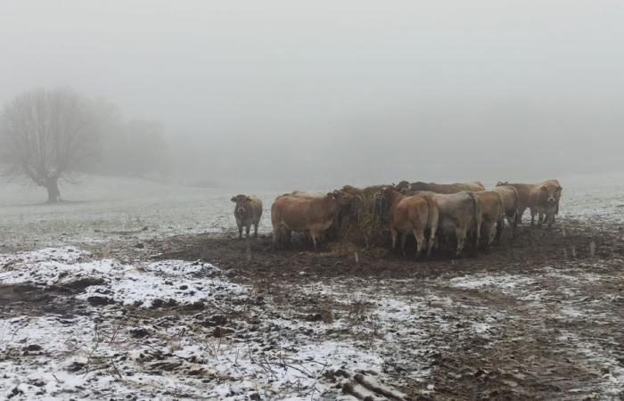 RAPPORT MÉTÉO. Les premiers flocons de neige en Lozère au-dessus de 500 mètres, pluie attendue pour le week-end