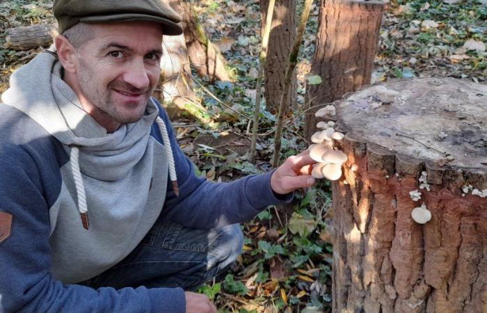 Haute Marne. Il redonne vie à un moulin en cultivant des champignons