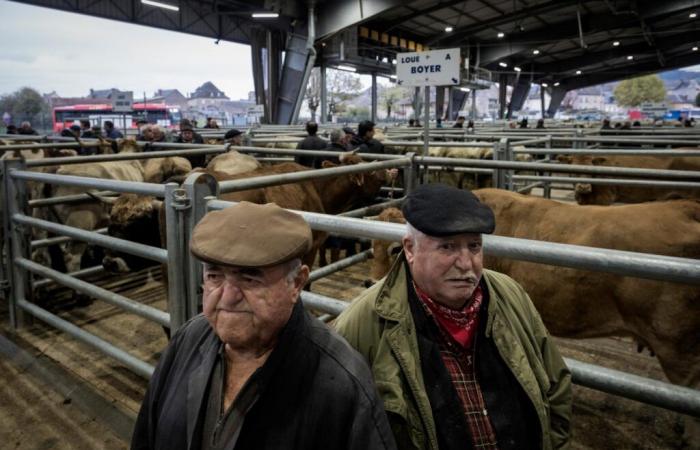 Au marché aux bestiaux de Laissac, en Aveyron, inquiétude paysanne face au Mercosur