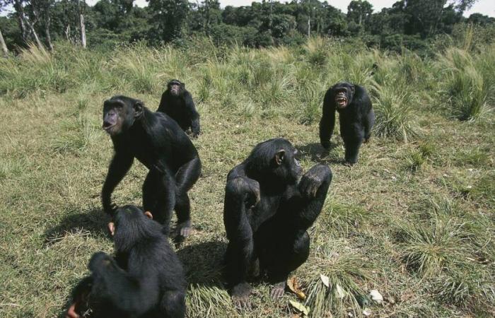 Une étude suisse sur les chimpanzés prouve que la migration enrichit leur comportement – ​​Libération