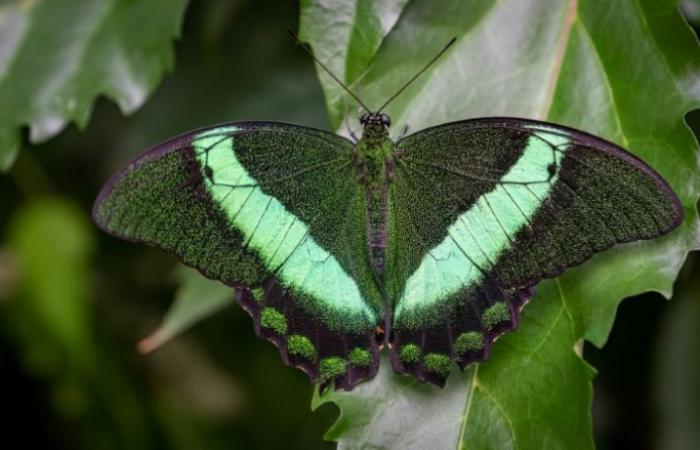 L’intelligence artificielle au secours des insectes – 21/11/2024 à 08h15