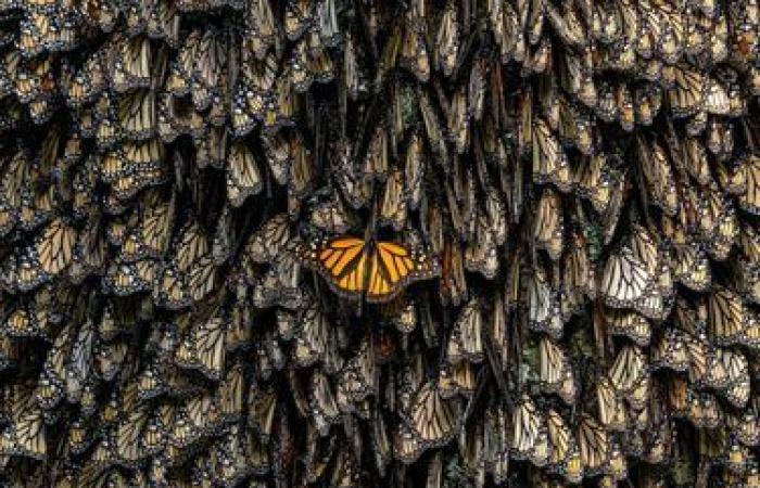 des photos exceptionnelles de nature sauvage dévoilées