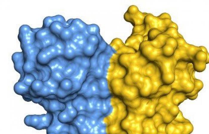 ADAR1, une enzyme dont l’association par paires influence l’édition de l’ARN