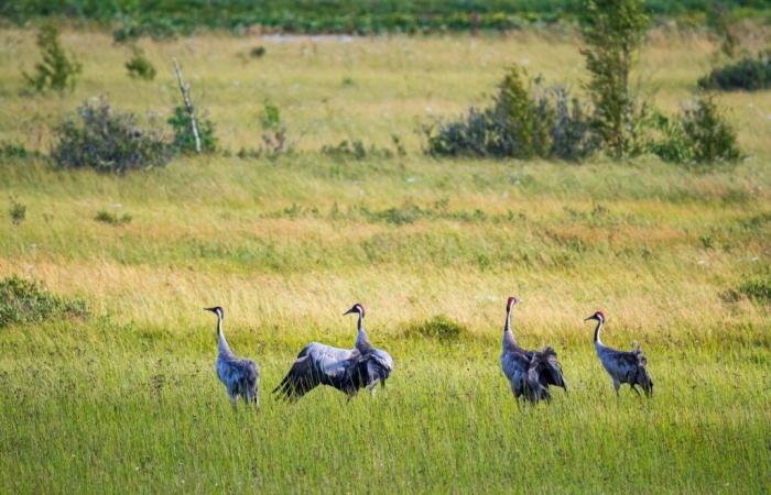 un cas confirmé dans le Nord-Est des Hautes-Pyrénées