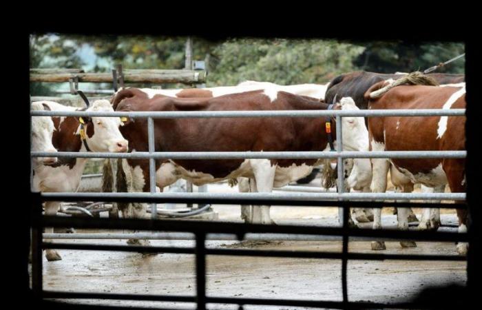 lacunes et manque de contrôle dans les améliorations foncières