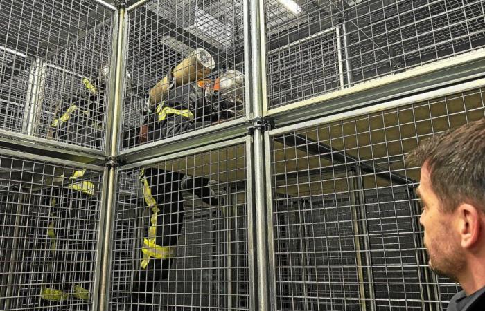 En Ille-et-Vilaine, cette cage permet aux pompiers de s’entraîner dans les pires conditions d’intervention