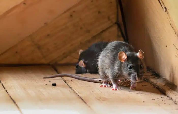 une souris interrompt le discours d’un député marocain à la radio