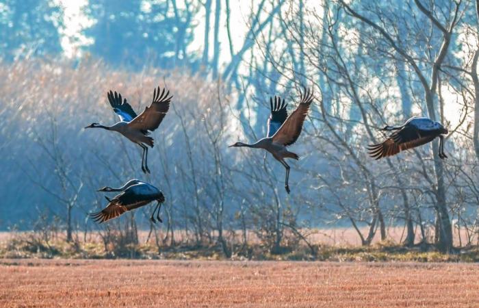 Inquiétude après la découverte d’un oiseau, infecté par la grippe aviaire, retrouvé mort près d’un lac dans les Pyrénées