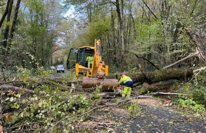 Arbres sur la route en Charente limousine, 4160 foyers privés d’électricité, la tempête Caetano n’épargne pas la Charente