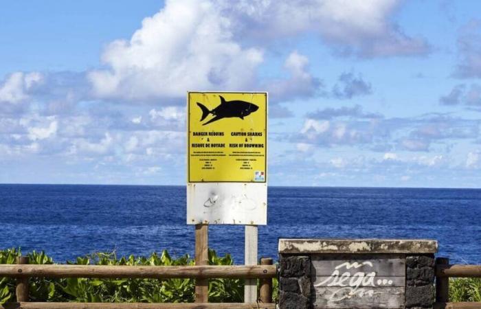 Réunion. L’apparition d’un requin entraîne une évacuation en pleine compétition de surf