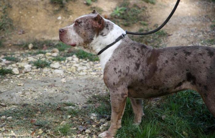 ce que l’on sait du joggeur attaqué par des chiens en Bergeracois