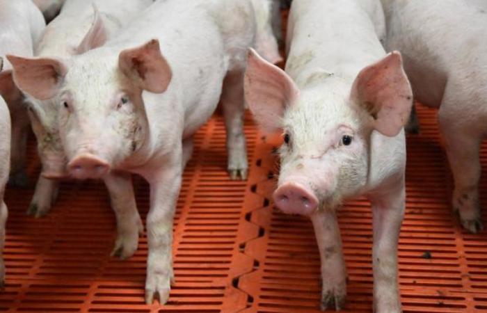 Prévenir la transmission de la grippe porcine à l’homme