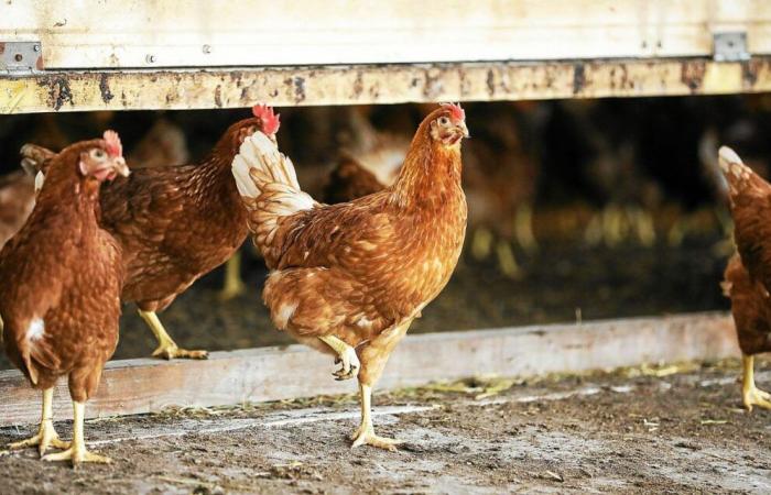 la chambre d’agriculture du Morbihan réclame de meilleures indemnisations