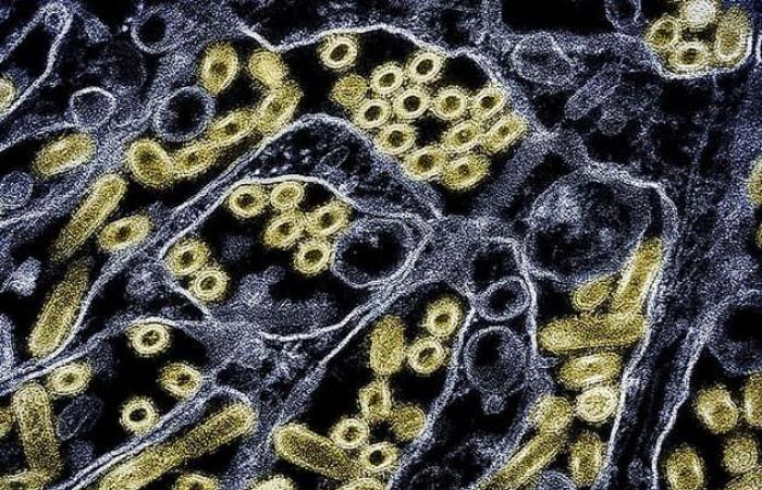 un enfant testé positif au virus de la grippe aviaire, l’origine de la contamination inconnue